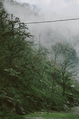arboles secos entre las nubes