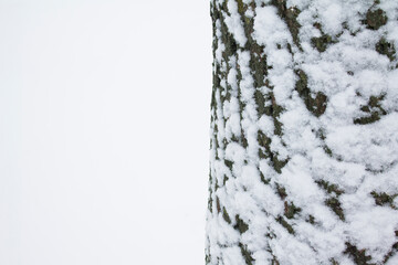Tree trunk with snow and free place
