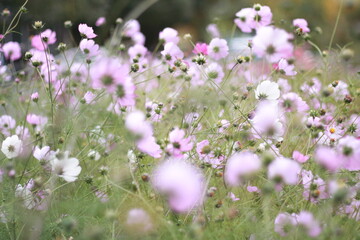 field of flowers