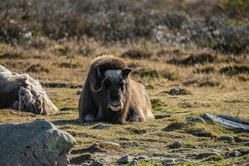 musk ox in norway in dovrefjell relaxing in autumn