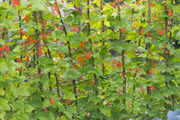 Red and white flowers of kidney bean (Phaseolus coccineus) blooming on green plants in homemade...