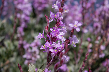 Purple floral background. Bushes with small purple flowers with flowers out of focus in the...