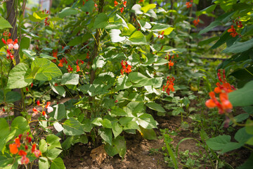 Red and white flowers of kidney bean (Phaseolus coccineus) blooming on green plants in homemade...