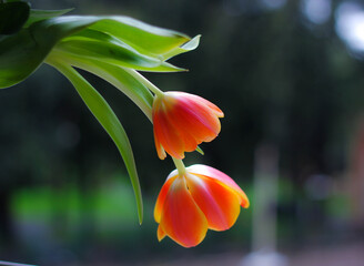 still life of two orange tulips on a blurred spring background