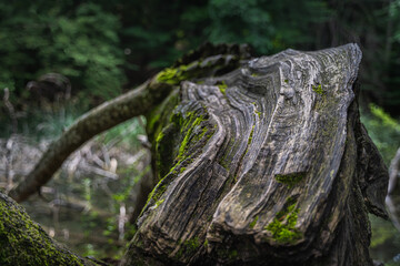 Large tree trunk or stump, aged and covered in moss with blurred background. Plitvice Lakes National Park UNESCO World Heritage