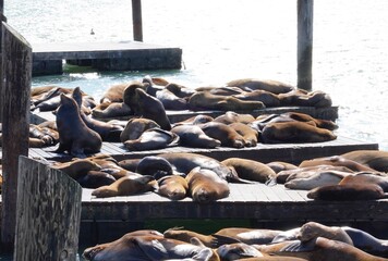 Sea lions on the pier