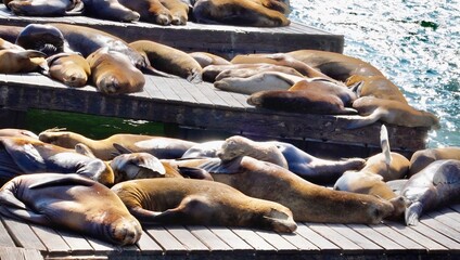 sleeping seals on the dock 