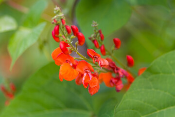 Detail of red flowers of kidney bean (Phaseolus coccineus) blooming on green plants in homemade garden. Macro close-up. Organic farming, healthy food, BIO viands, back to nature concept.