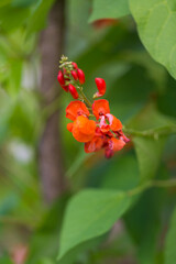 Detail of red flowers of kidney bean (Phaseolus coccineus) blooming on green plants in homemade garden. Macro close-up. Organic farming, healthy food, BIO viands, back to nature concept.
