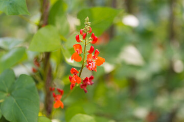 Detail of red flowers of kidney bean (Phaseolus coccineus) blooming on green plants in homemade garden. Macro close-up. Organic farming, healthy food, BIO viands, back to nature concept.