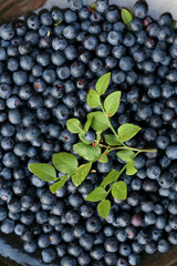 Blueberry background with berry on natural light