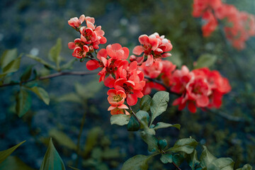 Red flowers of  Chaenomeles japonica