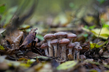 mushroom in the forest