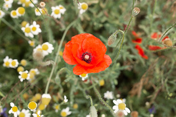 Red poppy flower in the center of picture  on green wild spring meadow 
