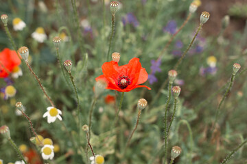 Red poppy flower in the center of picture  on green wild spring meadow 