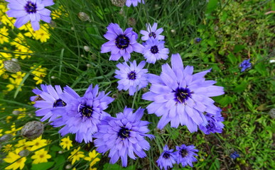 Rasselblume catanache caerulea