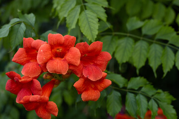 Trumper vine red flower house garden