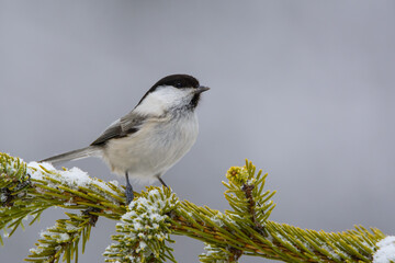 Fototapeta premium Tit, brown-headed nut on the Christmas tree