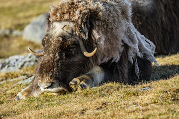 musk ox in norway in dovrefjell relaxing in autumn