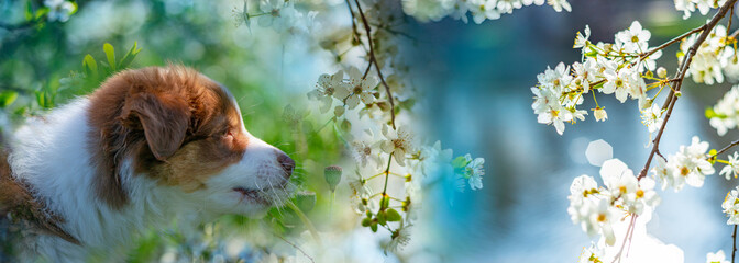 Fototapeta premium puppy of australian shepherd in the garden