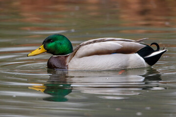 Stockente (Anas platyrhynchos) Männchen