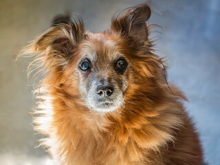 Portrait of an old blind red dog
