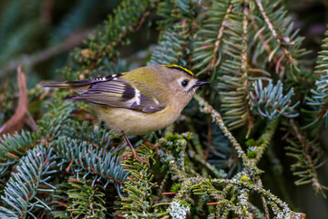 Wintergoldhähnchen (Regulus regulus)