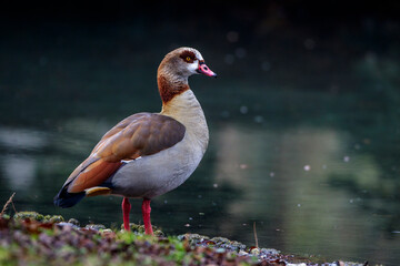 Nilgans (Alopochen aegyptiacus)