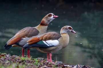Nilgänse (Alopochen aegyptiacus)