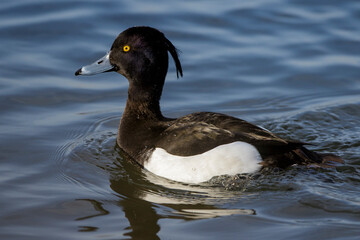Reiherente (Aythya fuligula) Männchen