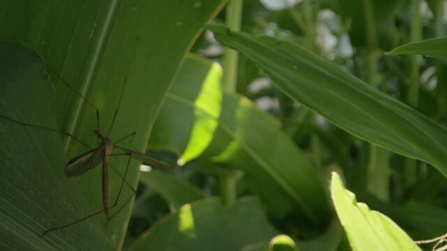 Macro shot of crane fly resting in the shade of a corn plant in garden