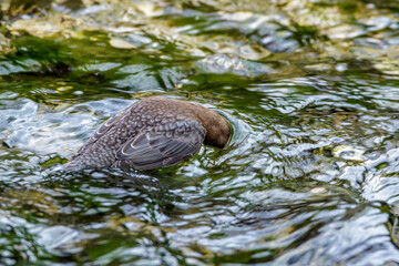 Wasseramsel (Cinclus cinclus)