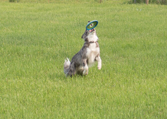 Dog Catching Frisbee Grass