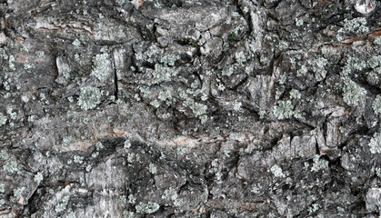 The texture of the tree bark closeup