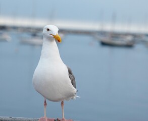 seagull on the beach