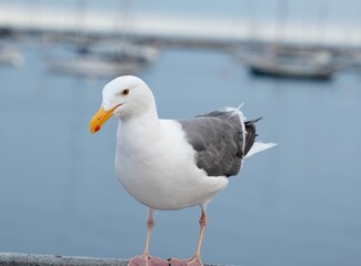 seagull on the beach