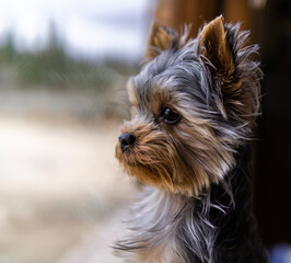 Yorkshire terrier dog looking out of home window, confinement