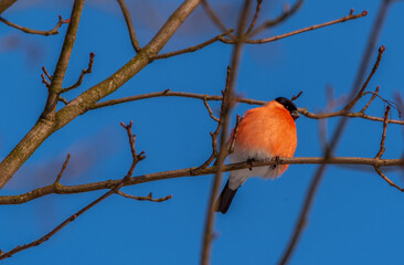 Small wild birds in the winter