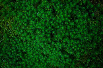 green background