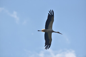 stork in flight on a background of blue sky