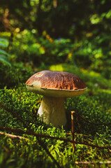 boletus edulis mushroom