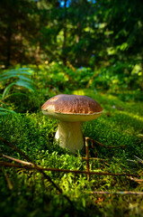 Plakat boletus edulis mushroom