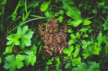 frog in the forest