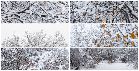 Collection of panoramic winter backgrounds. Snow on the branches of trees and bushes after a snowfall. Cold snowy weather. Snow-covered plants in a winter forest park. Cool set of fresh snow textures.