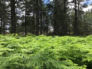 Forest with wild Fern on corsica