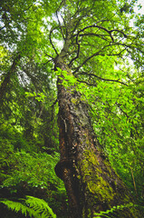 Tree in the forest