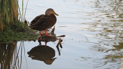 Female Mallard duck standing on the bank of lake; duck reflected in water