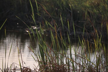 Marsh grass on the edge of pond in coastal, estuary wetland

