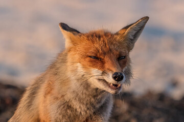fuchs
