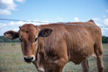 Naklejka na ściany i meble Dutch cows in a field 